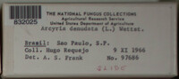 Arcyria denudata image